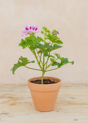 Hairy Pot Pelargonium 'Copthorne' in Terracotta Pot
