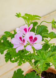 Fibrex Pelargonium 'Copthorne' in Terracotta Pot