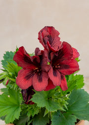 Fibrex Pelargonium 'Dark Venus' in Terracotta Pot