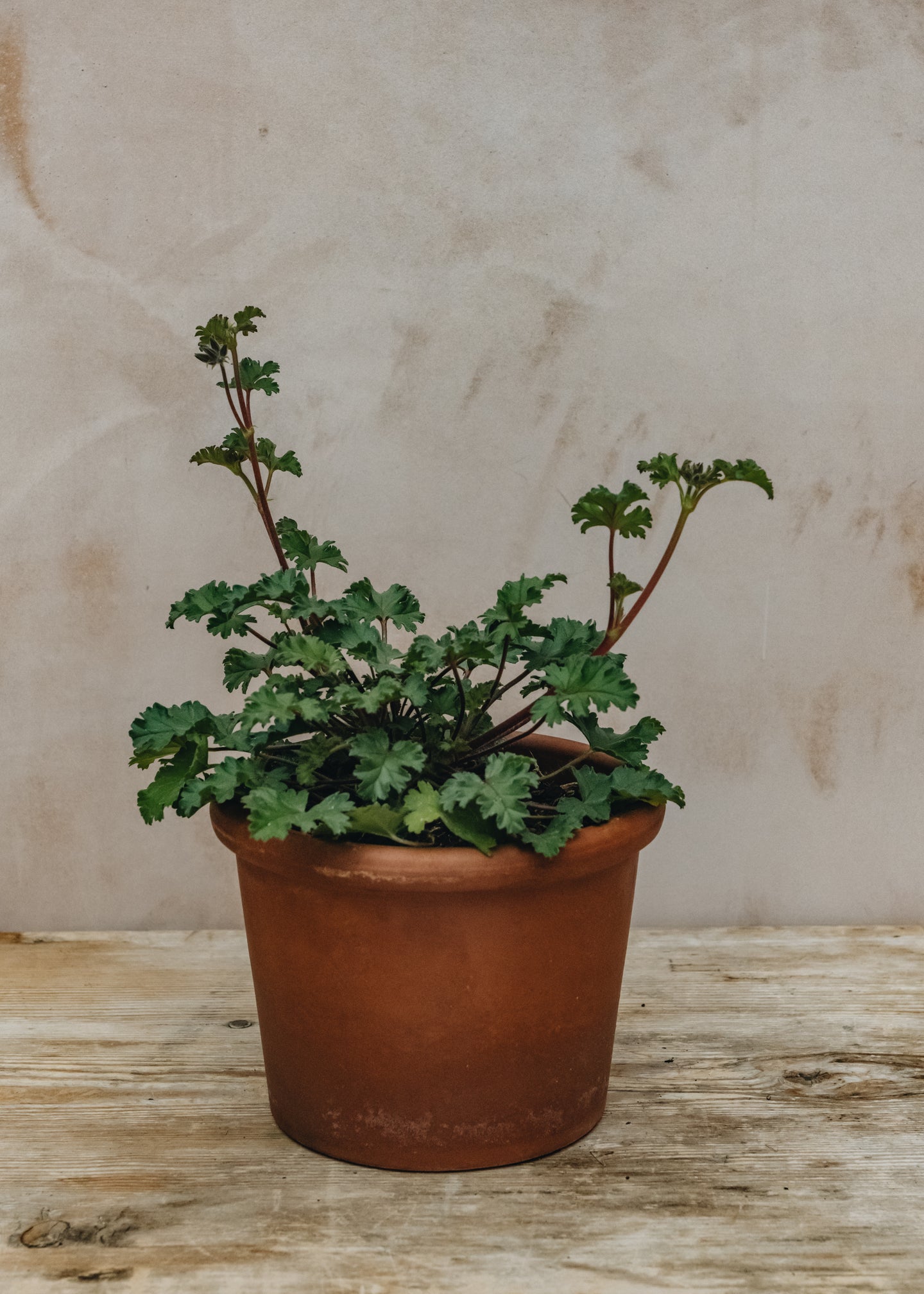 Pelargonium Deerwood Lavender Lad in Terracotta Pot