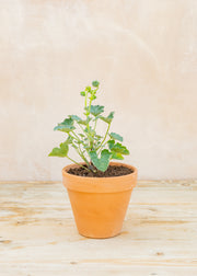 Pelargonium echinatum 'Mrs Stapleton' in Terracotta Pot