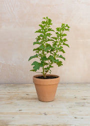 Pelargonium 'Frensham' in Terracotta Pot