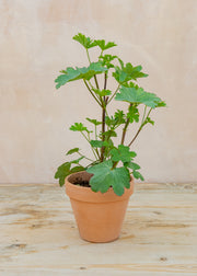 Pelargonium grandiflorum in Terracotta Pot