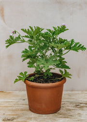 Pelargonium Gravelons in Terracotta Pot