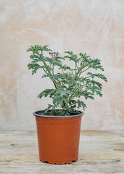 Fibrex Pelargonium Grey Lady Plymouth