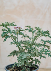 Fibrex Pelargonium Grey Lady Plymouth