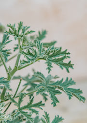 Fibrex Pelargonium Grey Lady Plymouth