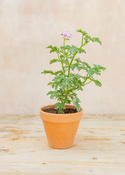 Pelargonium 'Grey Lady Plymouth' in Terracotta Pot