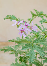 Fibrex Pelargonium 'Grey Lady Plymouth' in Terracotta Pot