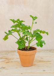 Pelargonium ignescens in Terracotta Pot