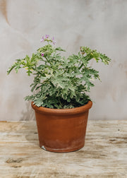 Pelargonium Grey Lady Plymouth in Terracotta Pot