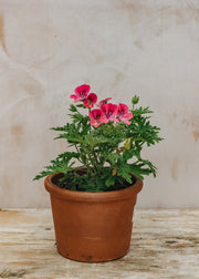 Pelargonium Lara Starshine in Terracotta Pot