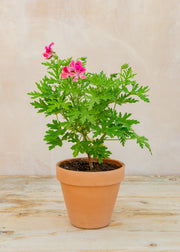 Pelargonium 'Lara Starshine' in Terracotta Pot
