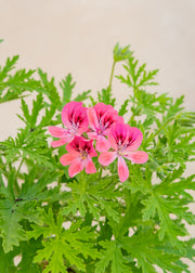 Fibrex Pelargonium 'Lara Starshine' in Terracotta Pot