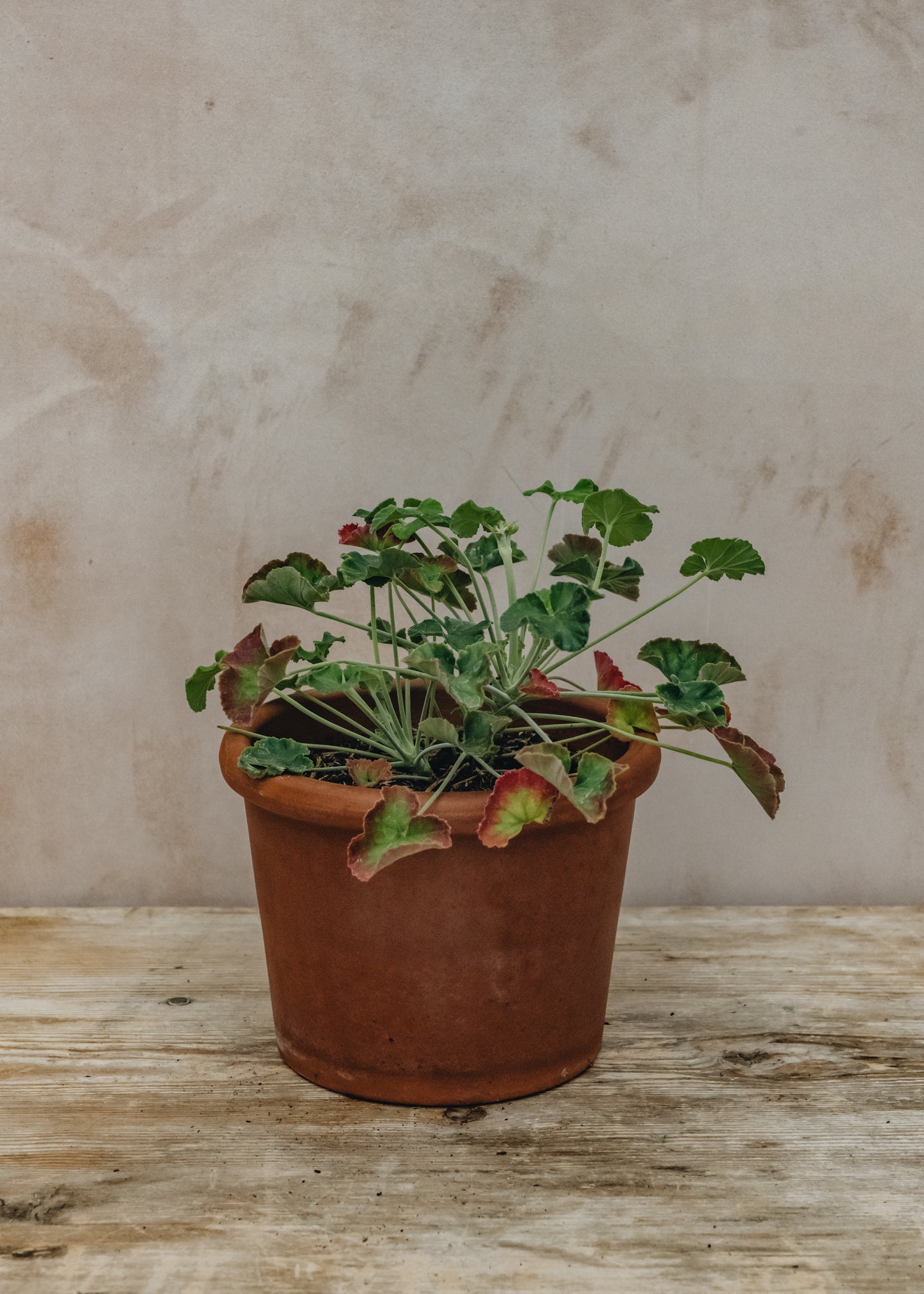 Pelargonium Lavender Lindy in Terracotta Pot