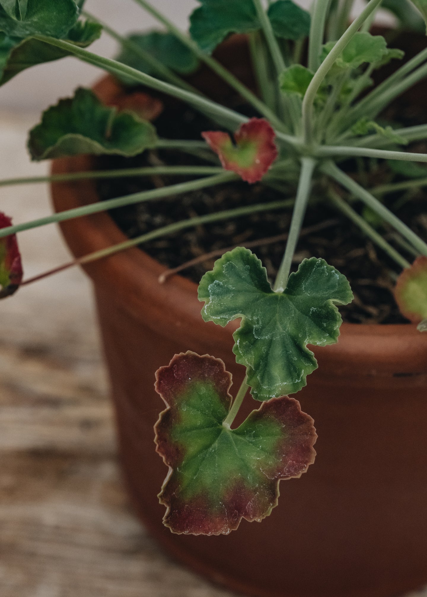 Fibrex Pelargonium Lavender Lindy in Terracotta Pot