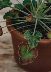 Fibrex Pelargonium Lavender Lindy in Terracotta Pot
