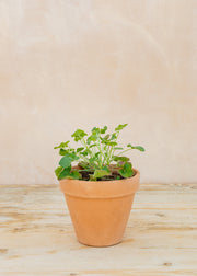 Pelargonium 'Lavender Lindy' in Terracotta Pot
