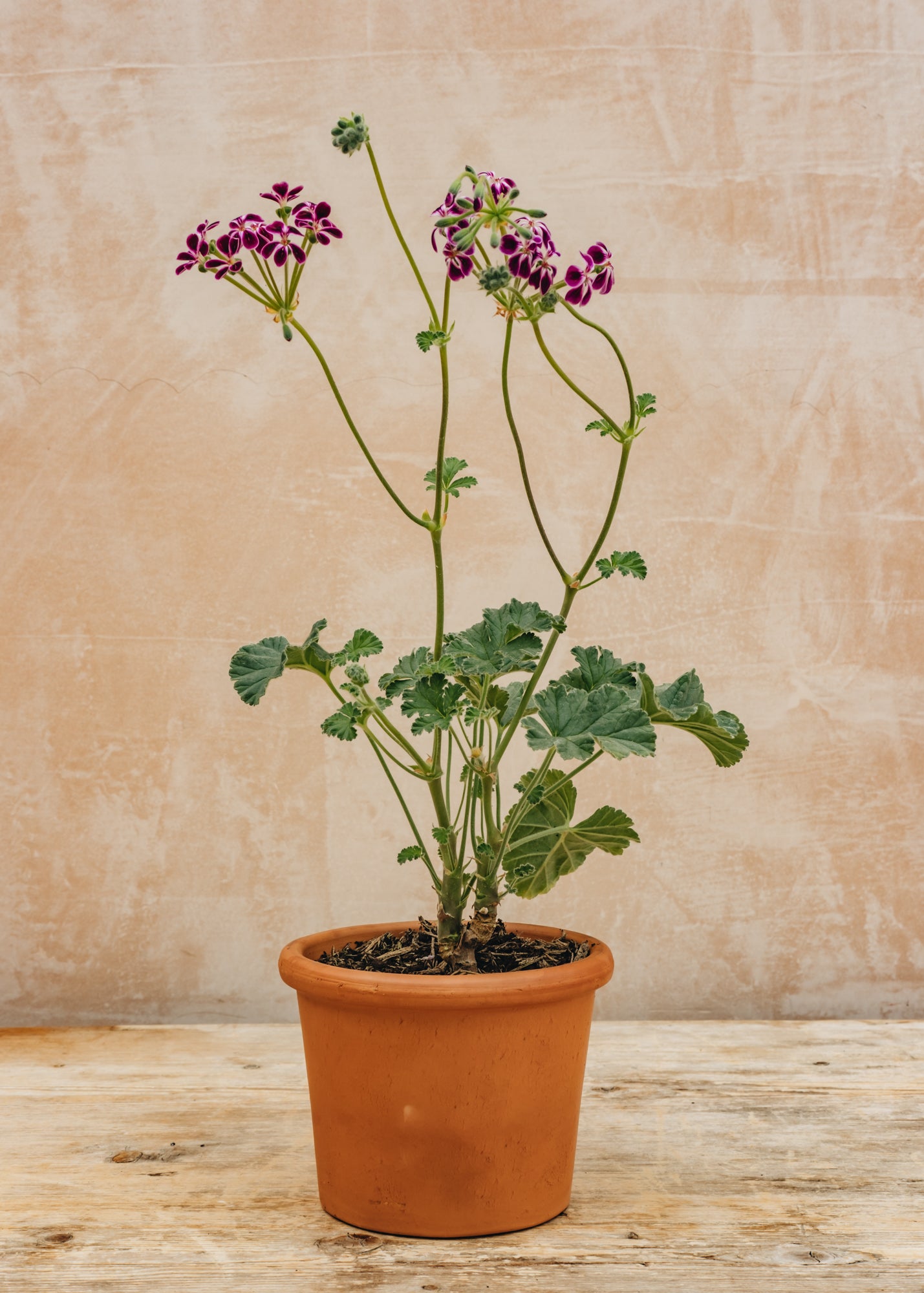 Pelargonium Lawrenceanum in Terracotta Pot