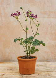 Pelargonium Lawrenceanum in Terracotta Pot