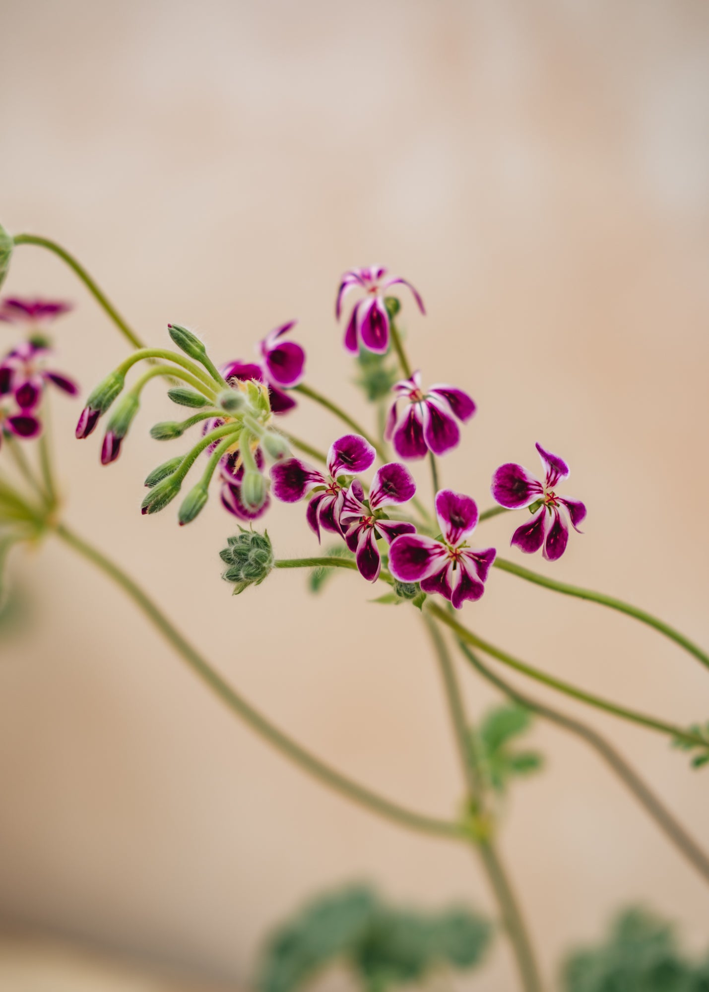 Fibrex Pelargonium Lawrenceanum in Terracotta Pot