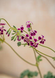 Fibrex Pelargonium Lawrenceanum in Terracotta Pot