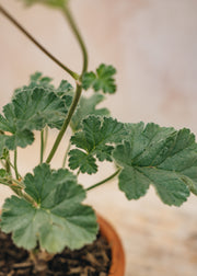 Fibrex Pelargonium Lawrenceanum in Terracotta Pot
