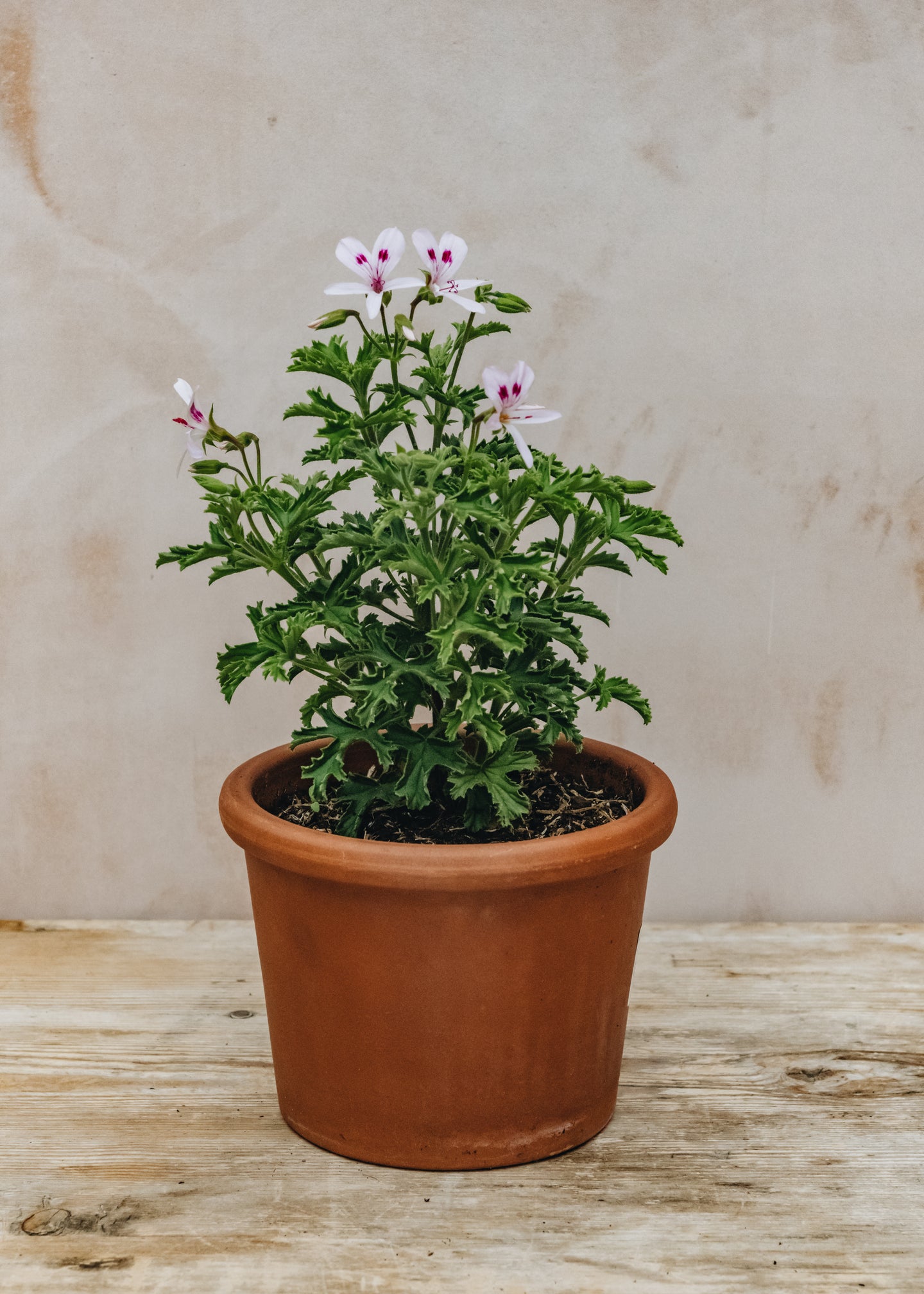 Pelargonium Lemon Kiss in Terracotta Pot