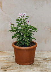 Fibrex Pelargonium Lemon Kiss in Terracotta Pot