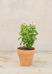 Pelargonium 'Lemon Kiss' in Terracotta Pot