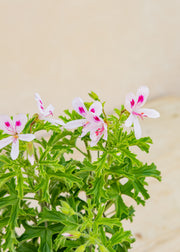 Fibrex Pelargonium 'Lemon Kiss' in Terracotta Pot