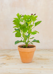 Pelargonium 'Lord Bute' in Terracotta Pot