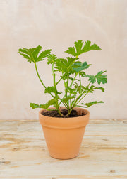 Fibrex Pelargonium 'Madame Auguste Nonin' in Terracotta Pot