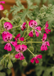 Fibrex Pelargonium echinatum 'Mrs Stapleton' in Terracotta Pot