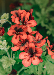 Fibrex Pelargonium 'Mystery' in Terracotta Pot