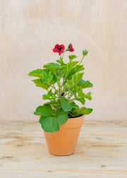 Pelargonium 'Mystery' in Terracotta Pot