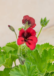Fibrex Pelargonium 'Mystery' in Terracotta Pot