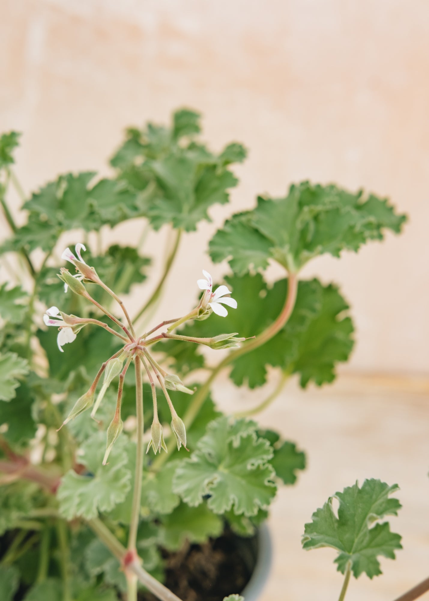 Bergs Potter Pelargonium Old Spice