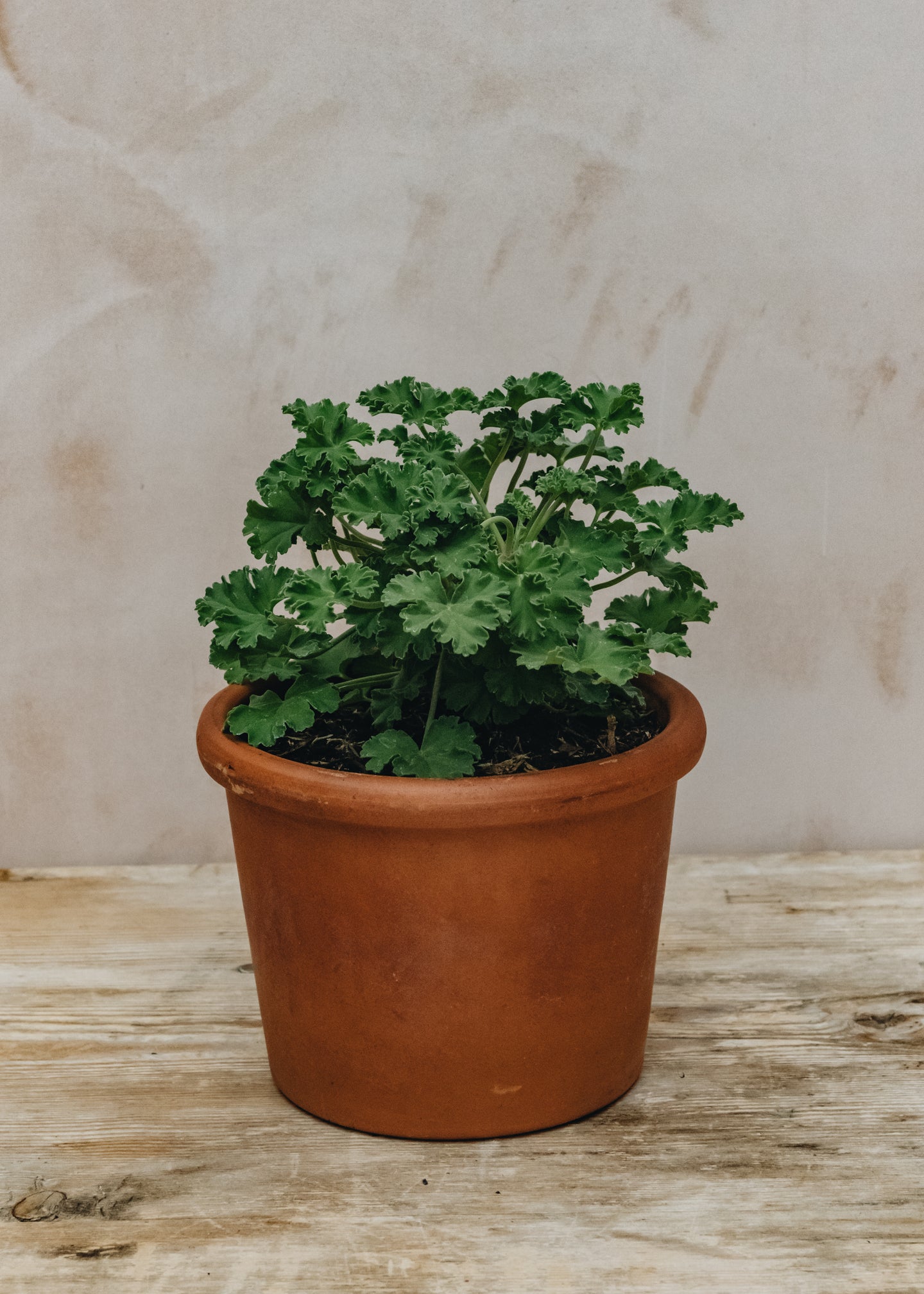 Pelargonium Old Spice in Terracotta Pot