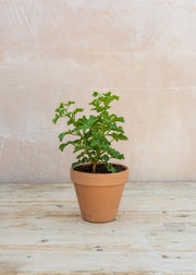 Fibrex Pelargonium 'Peter's Luck' in Terracotta Pot