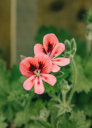 Pelargonium 'Pink Aurore' in Terracotta Pot