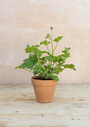 Pelargonium 'Pink Aurore' in Terracotta Pot
