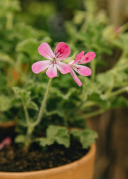 Fibrex Pelargonium 'Pink Capricorn' in Terracotta Pot
