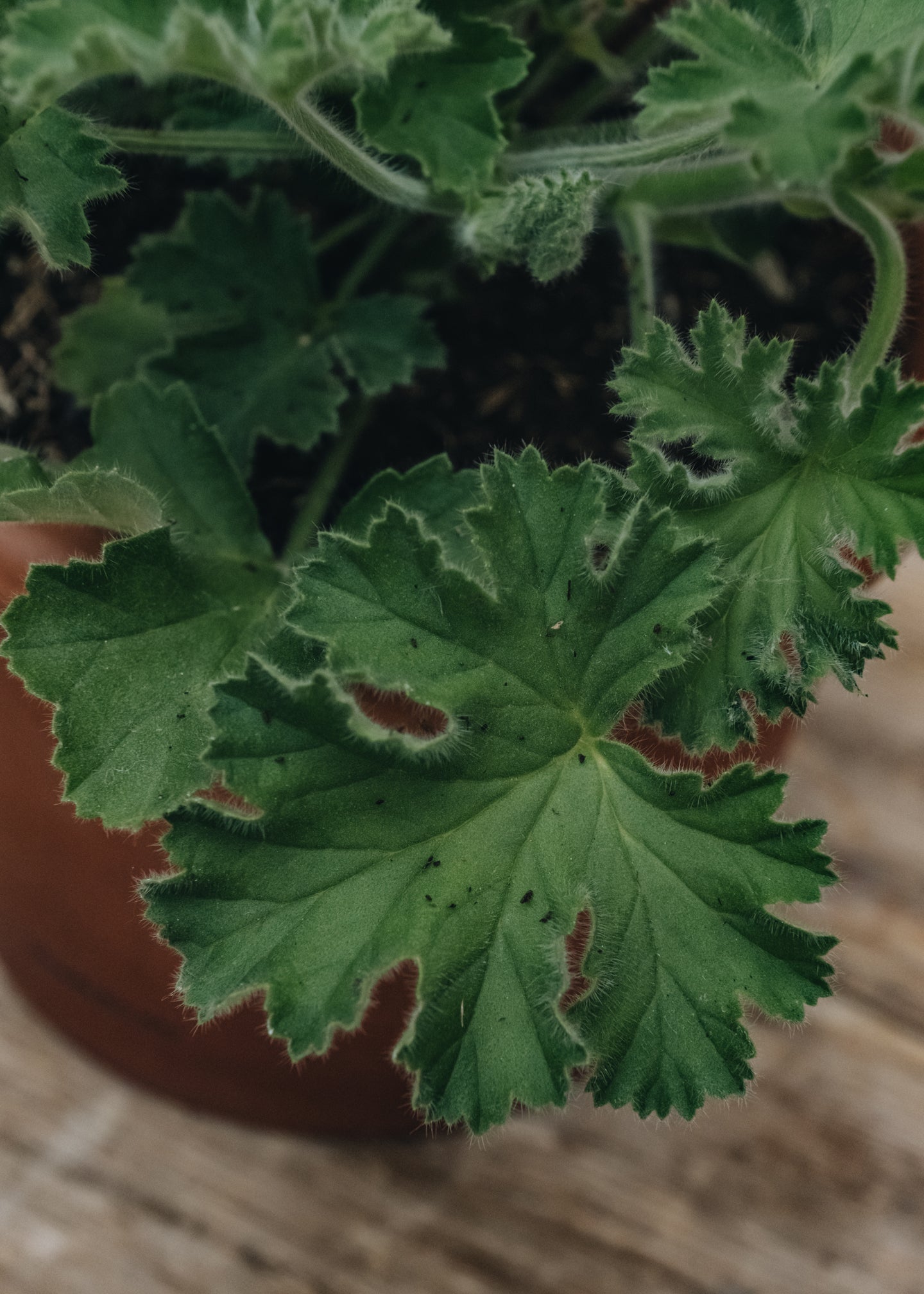 Fibrex Pelargonium Pink Capricorn in Terracotta Pot