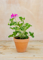 Pelargonium 'Pink Capricorn' in Terracotta Pot