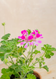 Fibrex Pelargonium 'Pink Capricorn' in Terracotta Pot