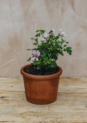 Pelargonium Prince of Orange in Terracotta Pot