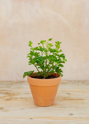 Pelargonium 'Prince of Orange' in Terracotta Pot