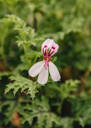 Fibrex Pelargonium pseudoglutinosum in Terracotta Pot