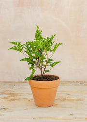 Pelargonium pseudoglutinosum in Terracotta Pot